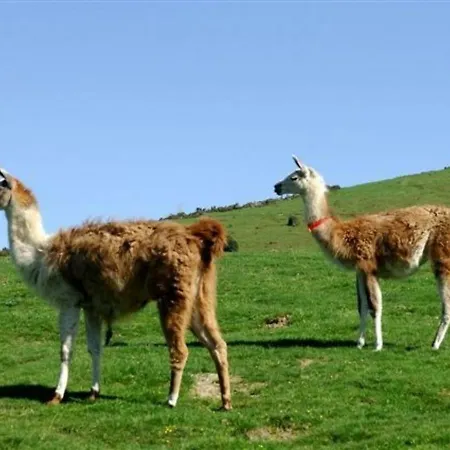 Lejlighed 2 Pieces Cabine, 6/7 Pers, Proche Pistes, Confort Familial - Fr-1-404-160 La Mongie